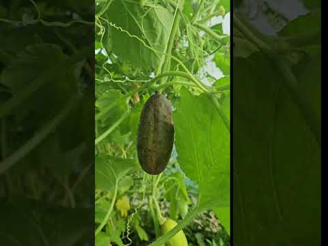 Video: Wat is 'n Sikkim-komkommer: wenke om Sikkim-komkommers in die tuin te kweek