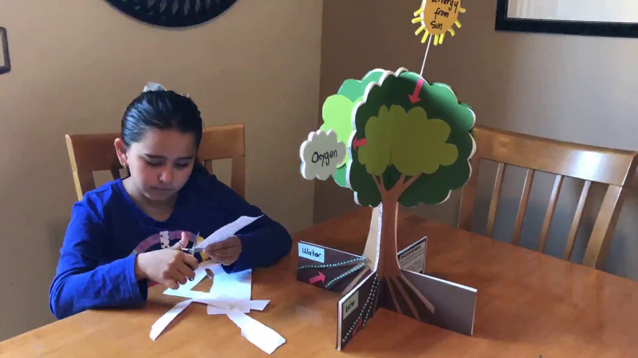 Photosynthesis Homework Youtube Photosynthesis Projects Photosynthesis Diy Science