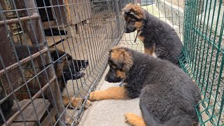 Meeting of German Shepherd puppies and a formidable adult dog. The puppies were not afraid.