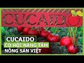 Ra mắt kênh tiêu dùng mới giúp nâng tầm nông sản Việt | VTC16