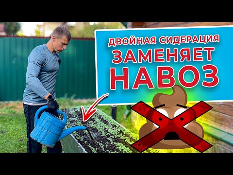 Вот почему двойная сидерация заменяет навоз 👀. Результат двойной сидерации