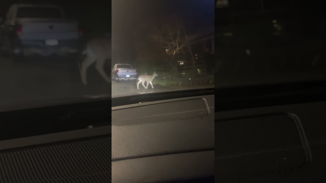 Pedestrian crossing 🦌🦌