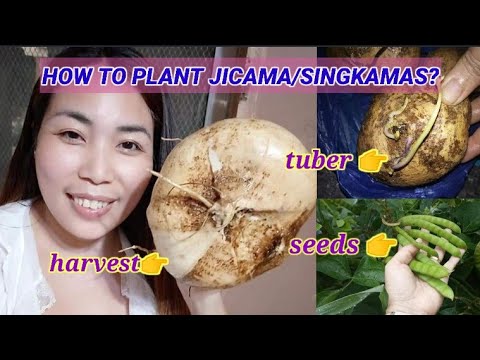HOW TO PLANT JICAMA/SINGKAMAS WITH UPDATE AND CARE TIPS