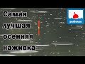 Какая самая лучшая осенняя наживка + отчёт о рыбалке в сентябре