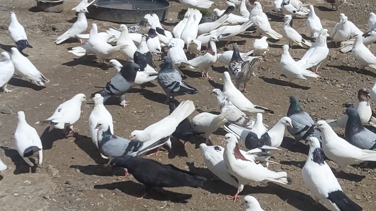 #bakigoyercinleri2021