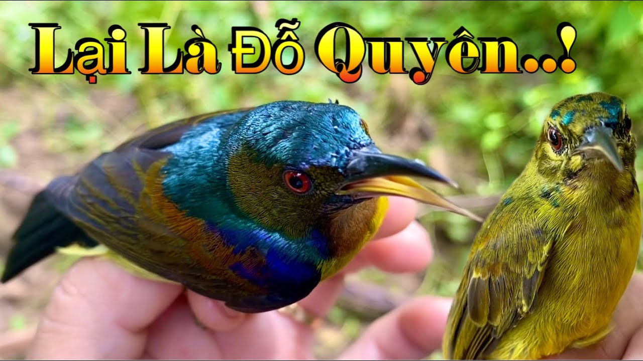 Chim Hút Mật 5 Màu Đâu Hết Rồi..! Đi Mấy Ngày Gặp Toàn Chim Mái Với Chim Đỗ Quyên | Chiểu Trần Vlog