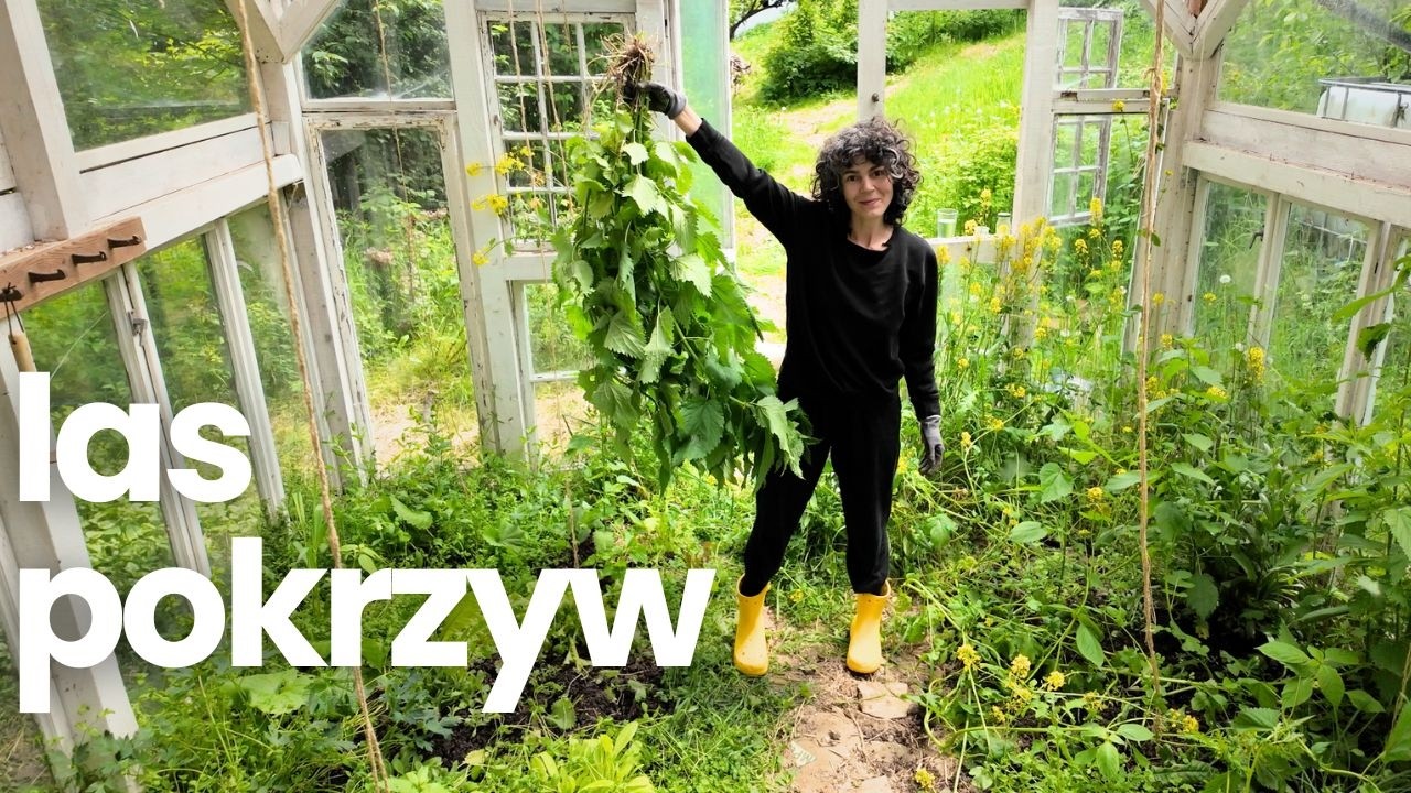 Jak sadzić pomidory żeby lepiej rosły? Moje sposoby na najlepsze pomidory w szklarni