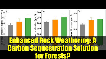 Enhanced Rock Weathering: A Carbon Sequestration Solution for Forests?