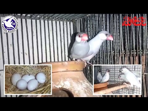 Silver Java chicks Separation | Silver Java Chicks Catching | Java Sparrows Laying Eggs | @akaviary