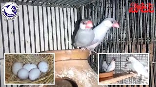 Silver Java chicks Separation | Silver Java Chicks Catching | Java Sparrows Laying Eggs | @akaviary Profile