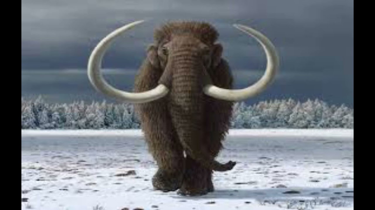 Woolly mammoth sound effect