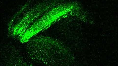 visual responses by GABAergic neurons