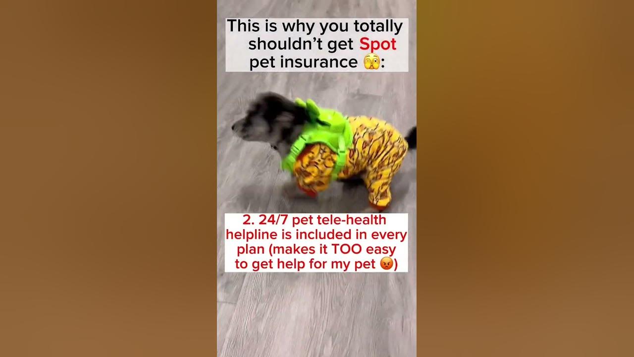 This Is Why You SHOULDN'T Get Pet Insurance 👀 shorts YouTube
