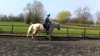 Neil and Bailey Flatwork