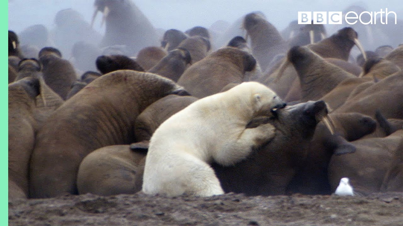 Download Polar Bear vs Walrus | Planet Earth | BBC Earth