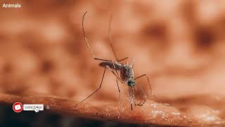 mosquito sound                  صوت الناموس  ،  صوت البعوض