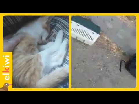 Video: Agresión Entre Gatos