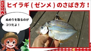 釣ったヒイラギ(ゼンメ)をさばく！さばくコツはぬめりを取ること！