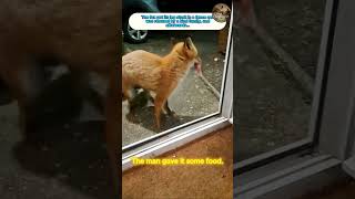 A man rescued a wolf, but unexpectedly, it returned that very night.and then..#fox  #animals #wild