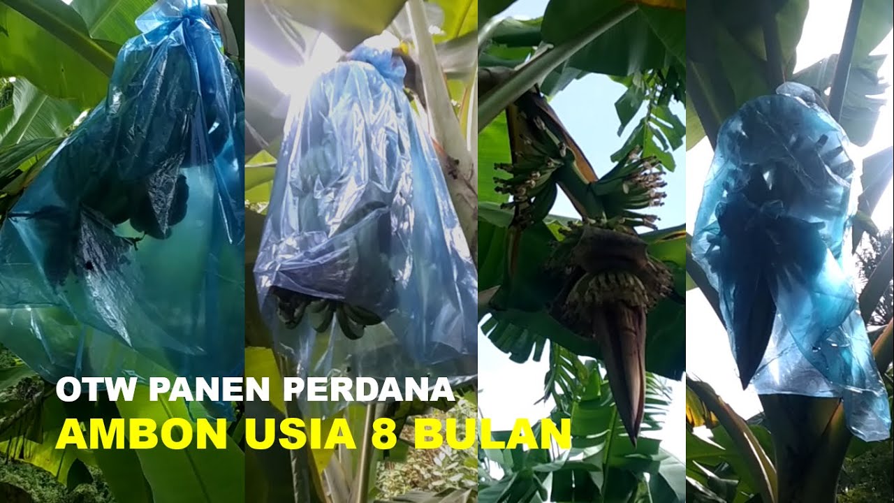 OTW Panen Perdana !!! Perkembangan Pisang Ambon Usia 8 bulan Beserta Perawatan Buahnya