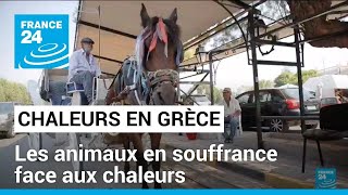 Grèce : les incendies continuent, inquiétudes autour des animaux en souffrance face aux chaleurs