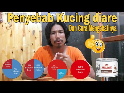 Video: Kucing Diare: Penyebab Dan Pengobatannya