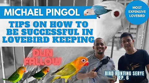 LOVEBIRD KEEPING SECRET TO SUCCESS / MICHAEL PINGO...