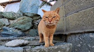 何か喋ってる茶トラ野良猫