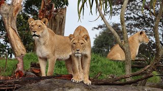 Introducing Auckland Zoo's three female lions!