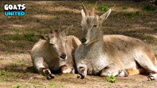 Inspiring Connection Between Two Gorgeous Goats