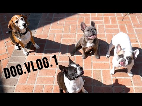 VLOG: Meet the Crew! (Dog Life)