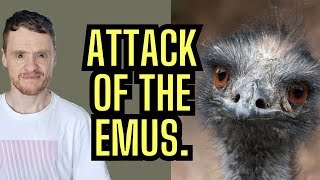 Attack of the emus...