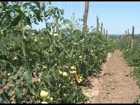 Video: Informacije o uzgoju šalotke u vrtu