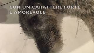 Gandalf, ricordo al nostro levriero irlandese, un cane diverso (20132021)#dog #cani#memories