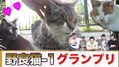 犬が甘えてじゃれてかわいすぎる動画 Youtube