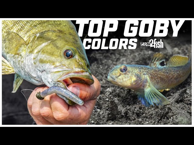 Best Z-Man Colors for Smallmouth on Goby Fisheries 