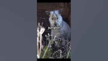 Day 28 Mysterious Animal | Japanese Serow β This 'Cute' Animal is a DEADLY Mountain Phantom