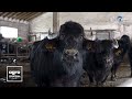 Ferma de bivoli i de vaci de la crioara vac record cu 75 litrilaptezi
