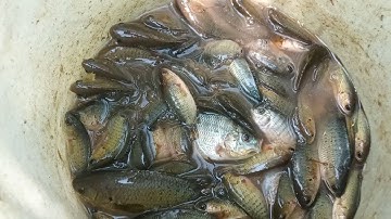 Câu Cá Rô Đồng Thử Câu Cần Ngắn Lưỡi Câu Nhỏ Không Ngờ Câu Ngay Ổ Rô Đồng Bầy Và Thành Quả