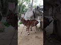 udimudi vadha gomaatha