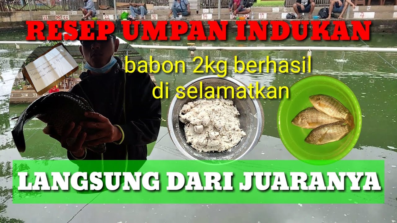 Umpan ikan mas indukan langsung dari juaranya Babon terberat berhasil naik | Kumbul ngetrik