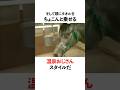 可愛らしい馬たちの面白い雑学