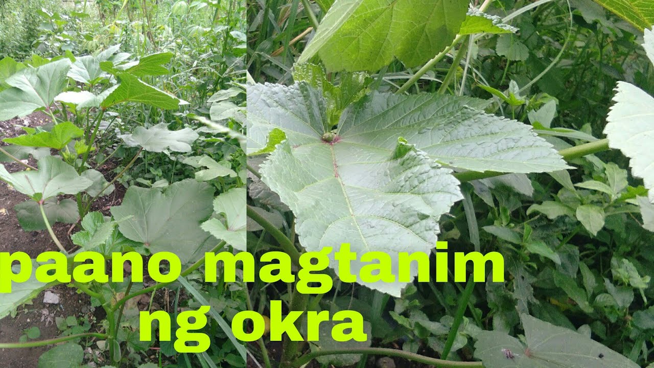 Ang pagtatanim ng okraokrang gulaypangsahog sa lutuin. YouTube