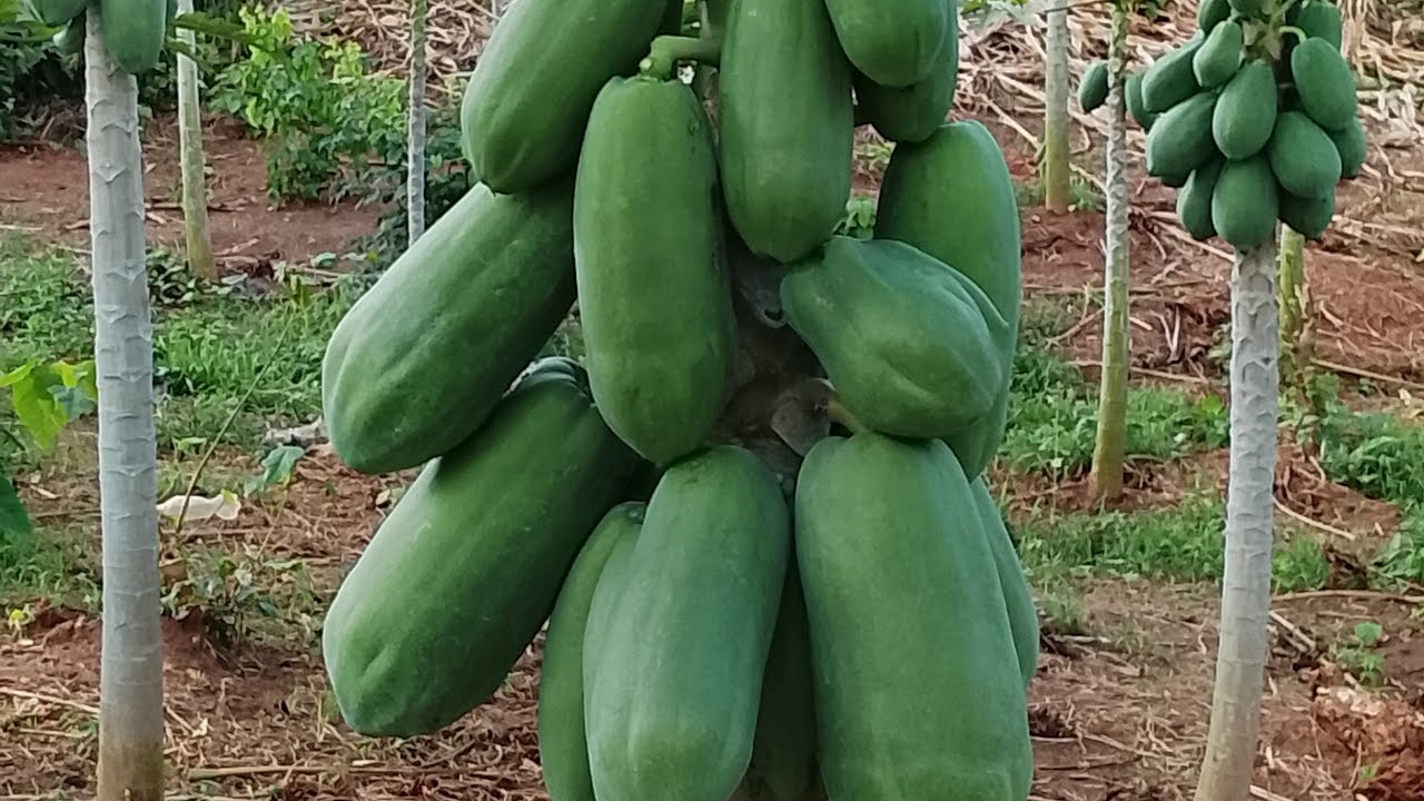 Culture de la Papaye CALINA IPB9|| Visite d'inspection matinale