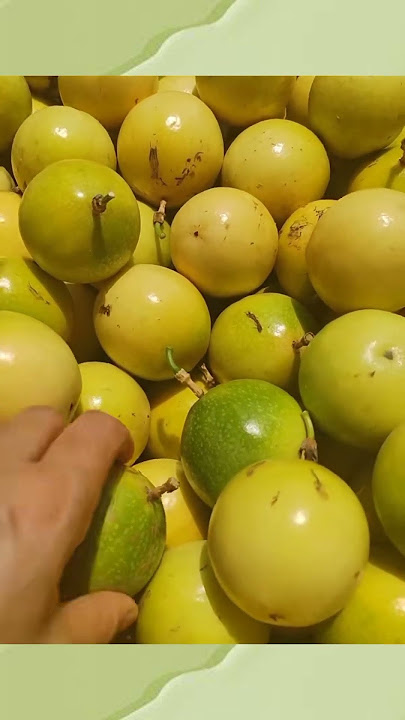 Buah tropis yang bisa jaga imun dan bikin rileks #pertanian #farming