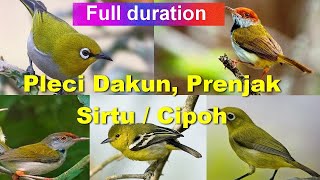 Suara Pikat Pleci Sirtu Cipoh prenjak, Ampuh menjebak Burung Kecil