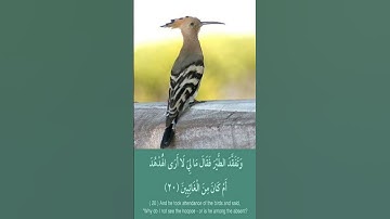 مقطع رائع من سورة النمل ❤🌺❤