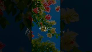 maya karela tola aaye nai vo cg song #cgsong #cgtrending #youtubeshorts #vairalshort #shots #status