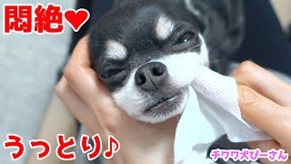 チワワ、歯磨きシートに悶絶歯磨きが気持ち良すぎてうっとりする愛犬ぴーさん