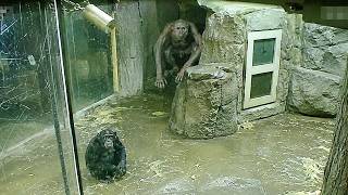 Zoo Cameras Captured Things No One Can Explain